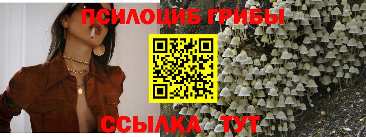 Псилоцибиновые грибы Psilocybine cubensis Красногорск